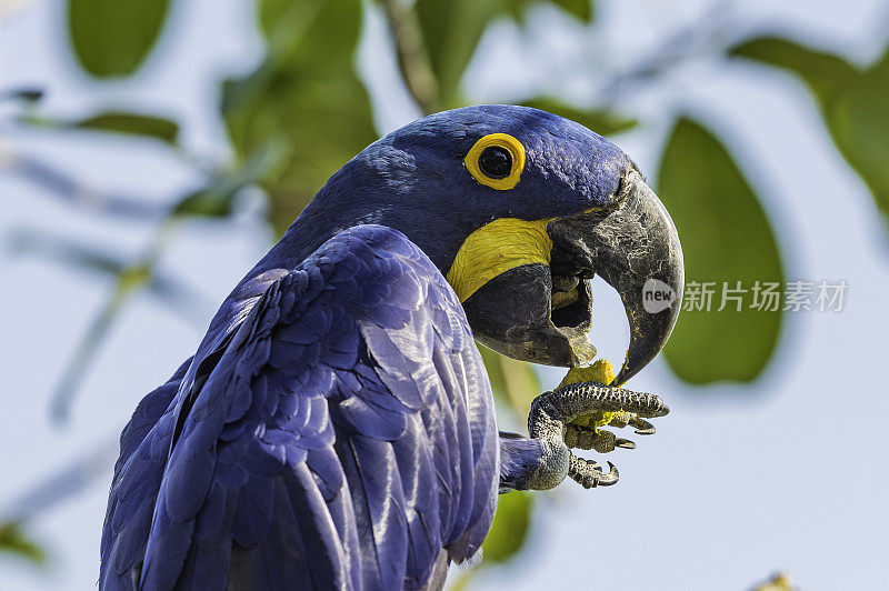 风信子金刚鹦鹉(Anodorhynchus hyacinthinus)，或风信子金刚鹦鹉，是一种原产于南美中部和东部的鹦鹉，在巴西潘塔纳尔发现